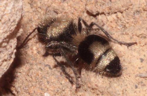 Stenomutilla sp.